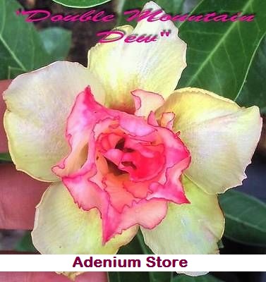 (image for) Adenium Obesum \'Double Mountain Dew\' 5 Seeds